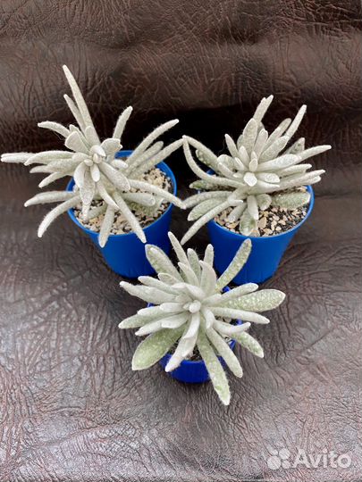 Суккуленты