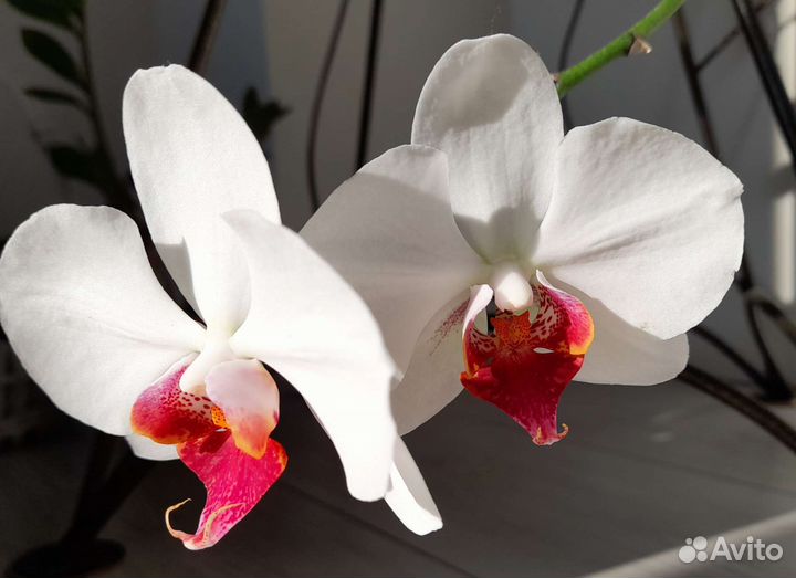Орхидея ред - Орхидея Phalaenopsis Red Pioneer modawomen.ru