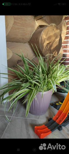 Хлорофитум