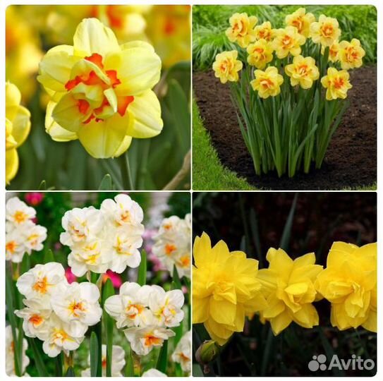 Растения цветы для сада