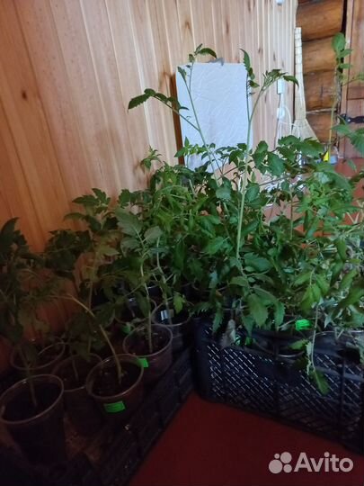 Рассада помидор