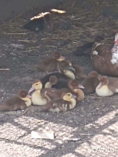 Утята индоутки