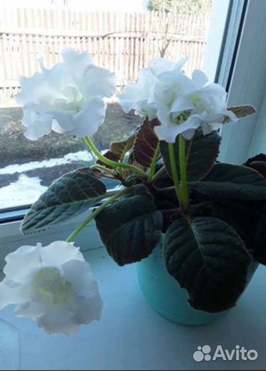 Глоксинии сортовые