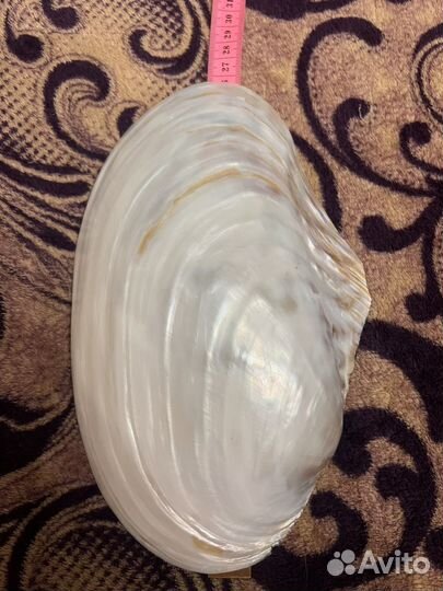 Морская раковина