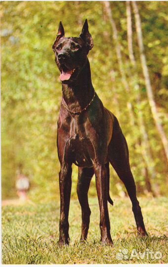 Открытки СССР Собаки 1969 г