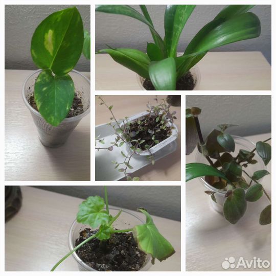 Цветочки молодые