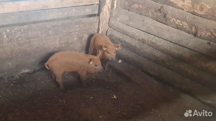 Поросята