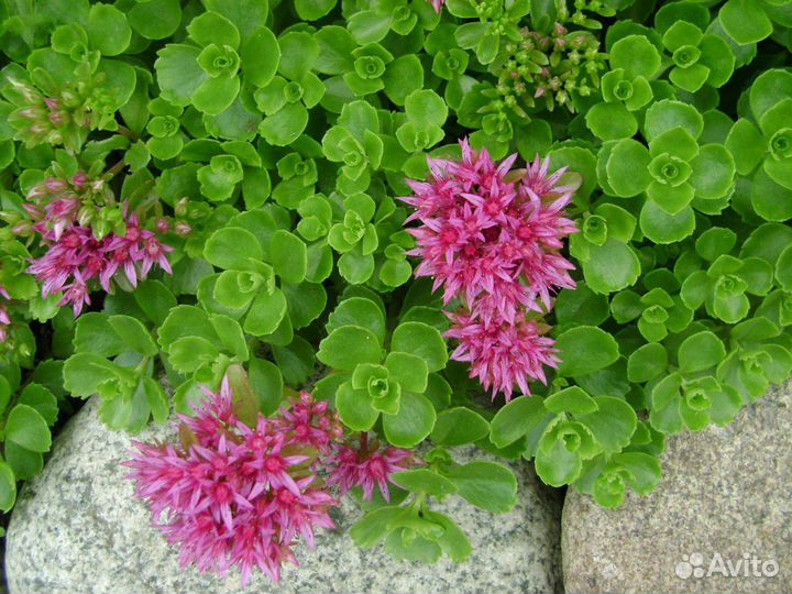 Почвопокровные многолетние растения для сада