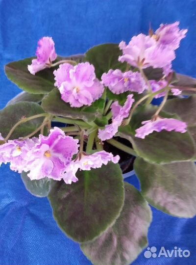 Сортовые фиалки