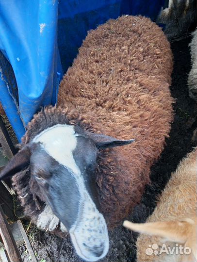 Продаются овцы