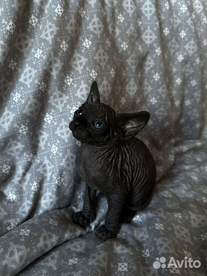 Канадский сфинкс