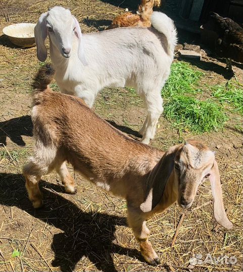 С/х животные