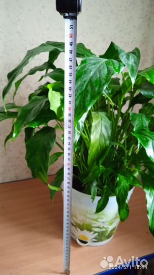 Спатифиллум