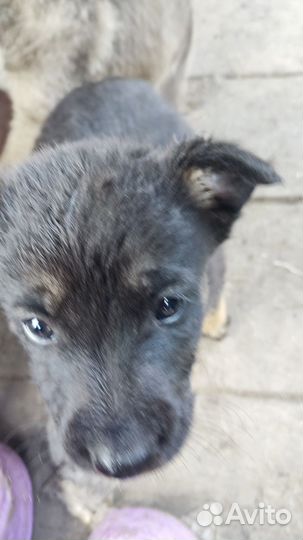 Щенки отдам