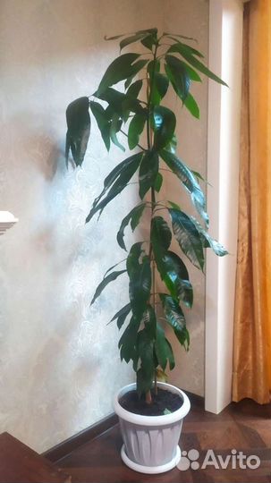 Пальма.Комнатные растения цветы