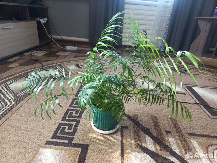 Комнатные цветы