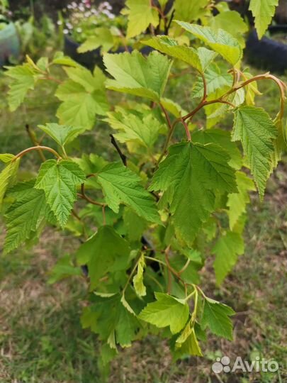 Пузыреплодник калинолистный