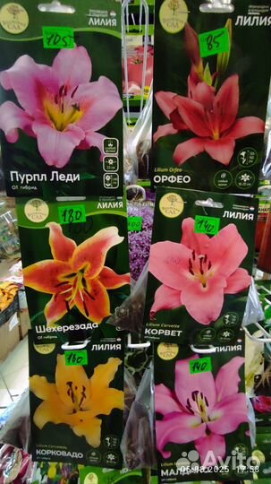 Лилии луковицы