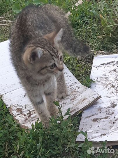 Кошки в добрые руки