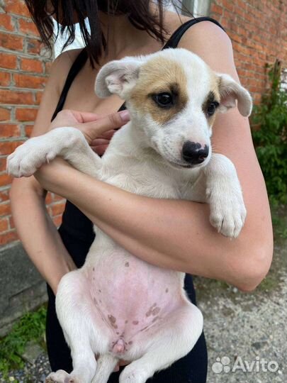 Отдам в добрые руки