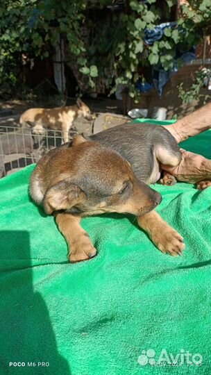 Щенок в добрые руки