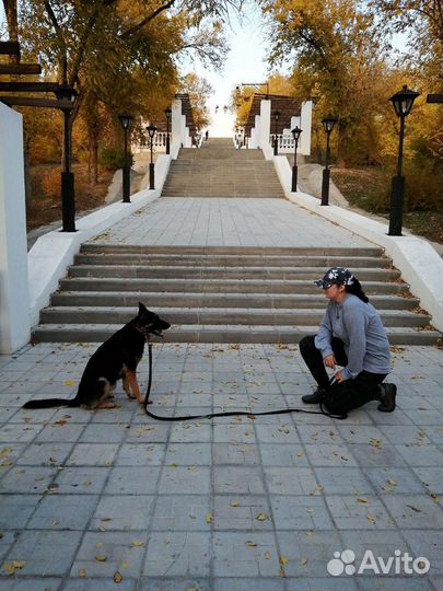 Дрессировка и Зоопсихология (Кинолог+Ветеринар)