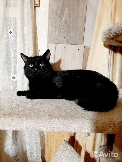 Котик в добрые руки