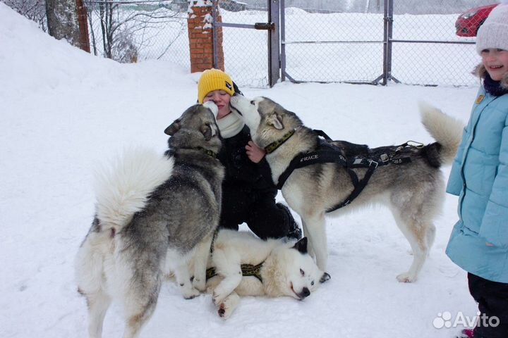 Экскурсия — Переславль-Залесский — Вгости ксибирск