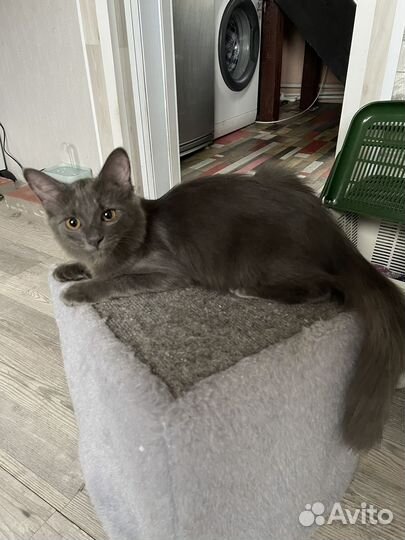 Котята бесплатно