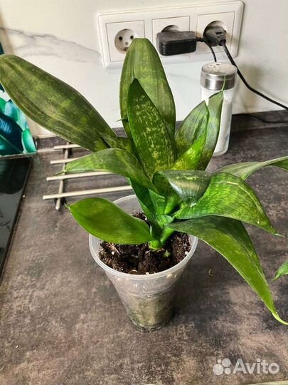 Сансевиерия растения цветы