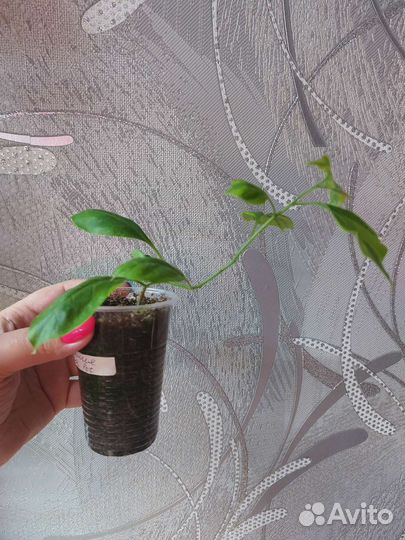 Бугенвелия