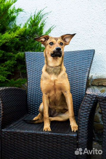 Собака в добрые руки отдам бесплатно