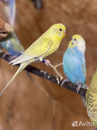 Птенцы волнистых попугаев, радужные попугаи, Чехи