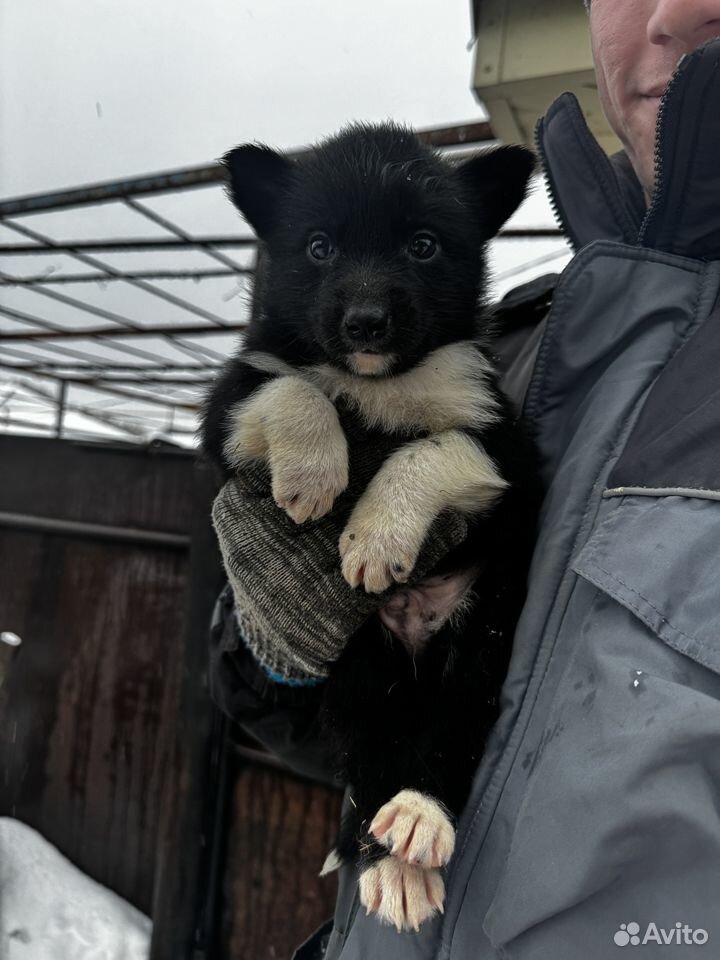 Русско европейская лайка