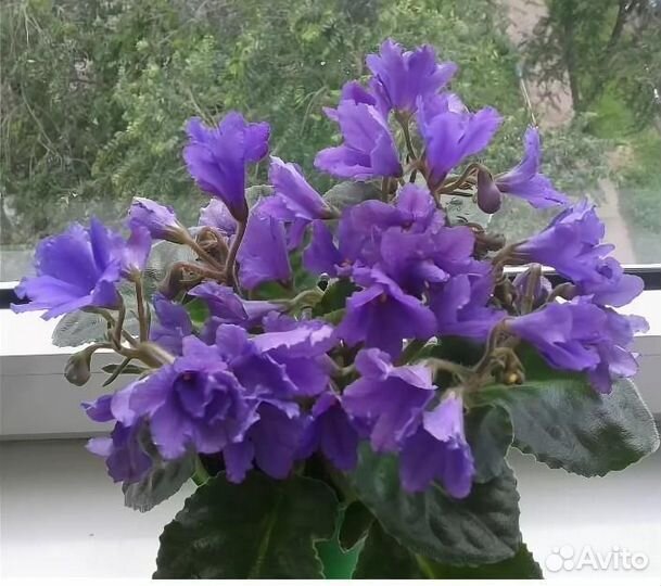 Детка с бутонамм. Листочки, детки. стартеры фиалок