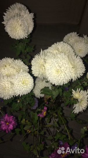 Многолетники для сада цветы