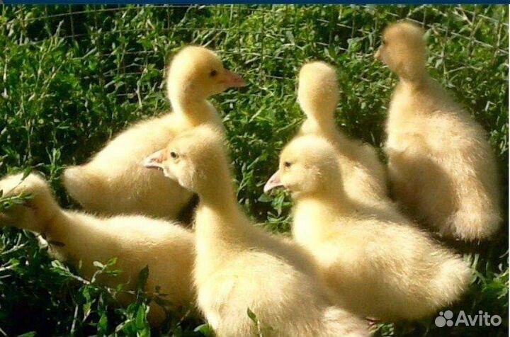 Гусята линда(Башкирия)