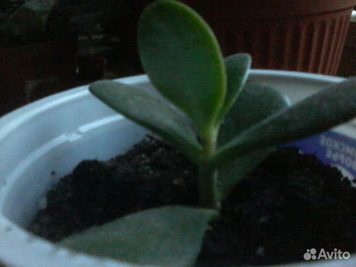 Цветок толстянка (денежное дерево )