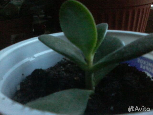 Цветок толстянка (денежное дерево )