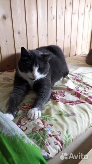 Кошечка Муся