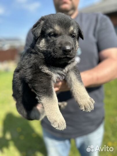 Щенки восточноевропейской овчарки