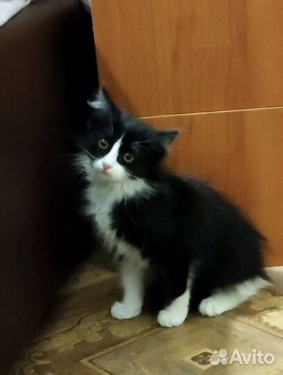 Котенок ищет дом