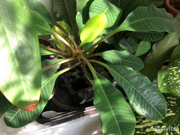 Комнатные растения