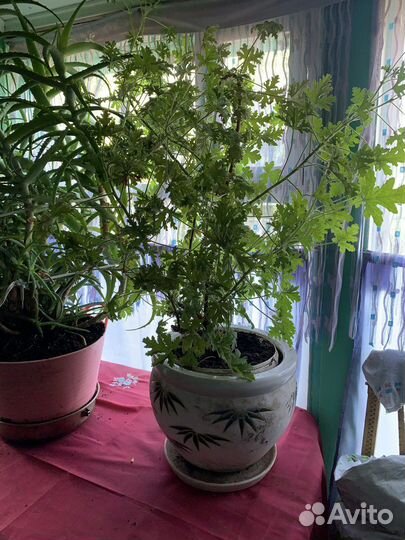 Герань большая