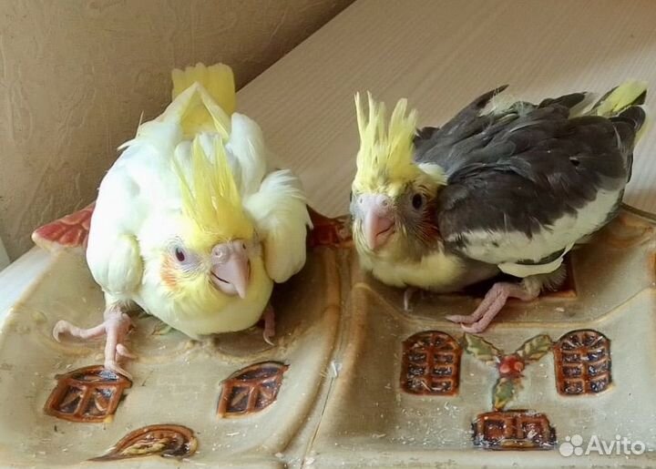 Ручной птенец Кореллы