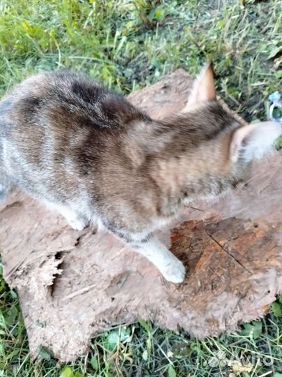 2 кошки. Милых