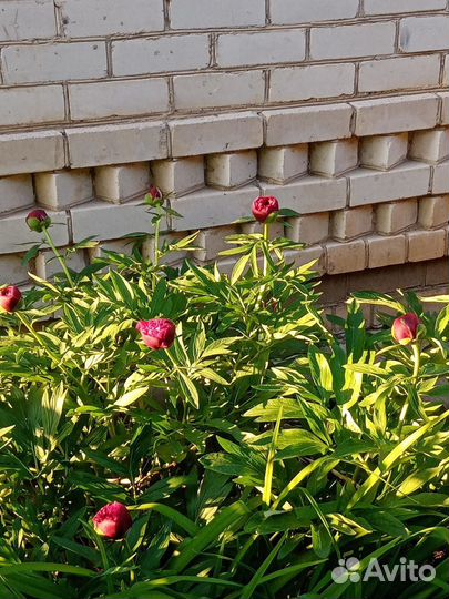 Пион красный