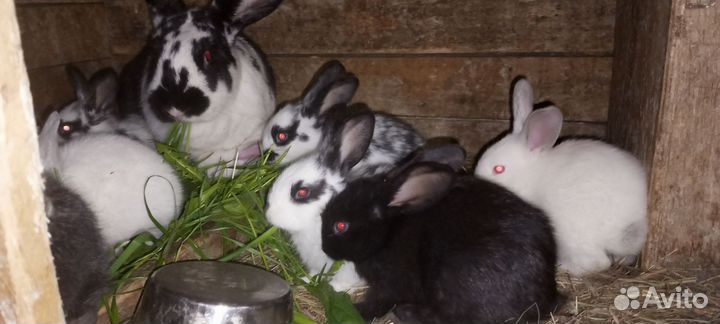 Крольчата разных возрастов