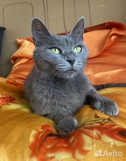 Кошка бесплатно