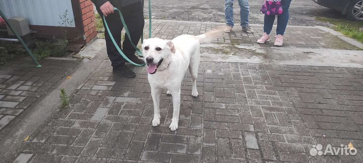 В добрые руки